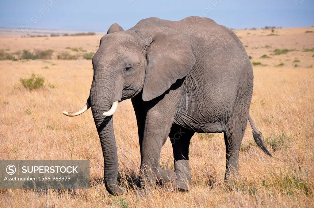 Elephant  Savanna, Park Masai Mara, Kenya