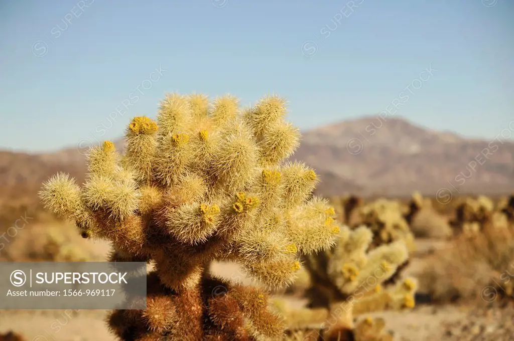 Teddybear Cholla cactus, Opuntia bigelovii, Joshua Tree National Park, Mojave Desert, California, USA