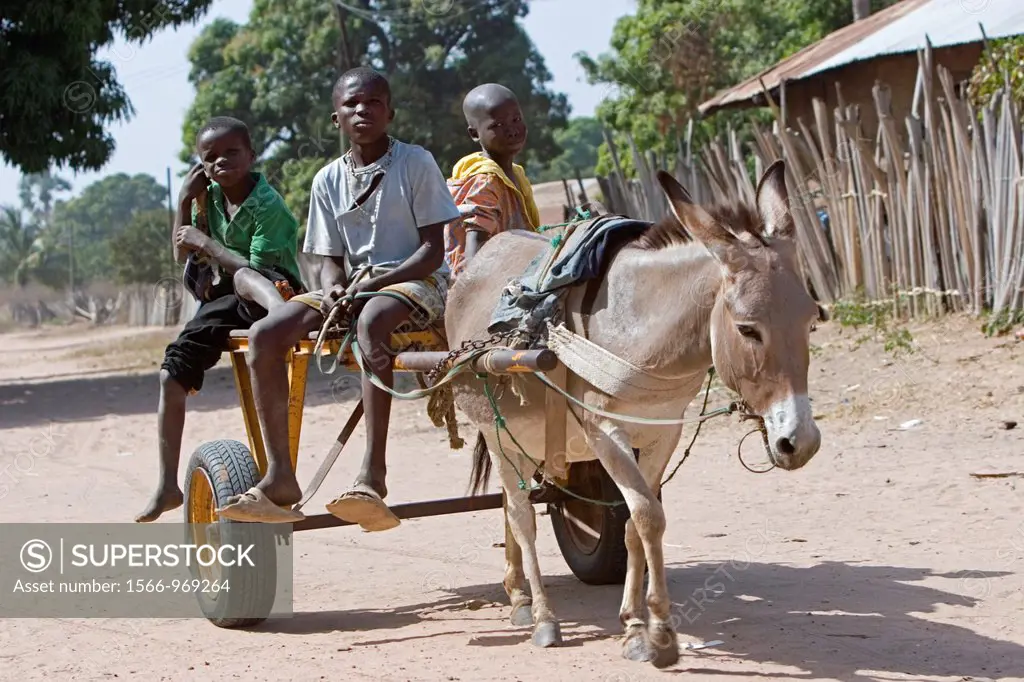 Three Gambian boys ride donkey cart on dusty road Berending village The Gambia