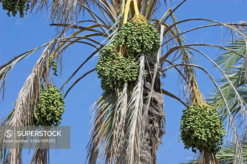 Young green dates growing on oasis palm tree Tunisia