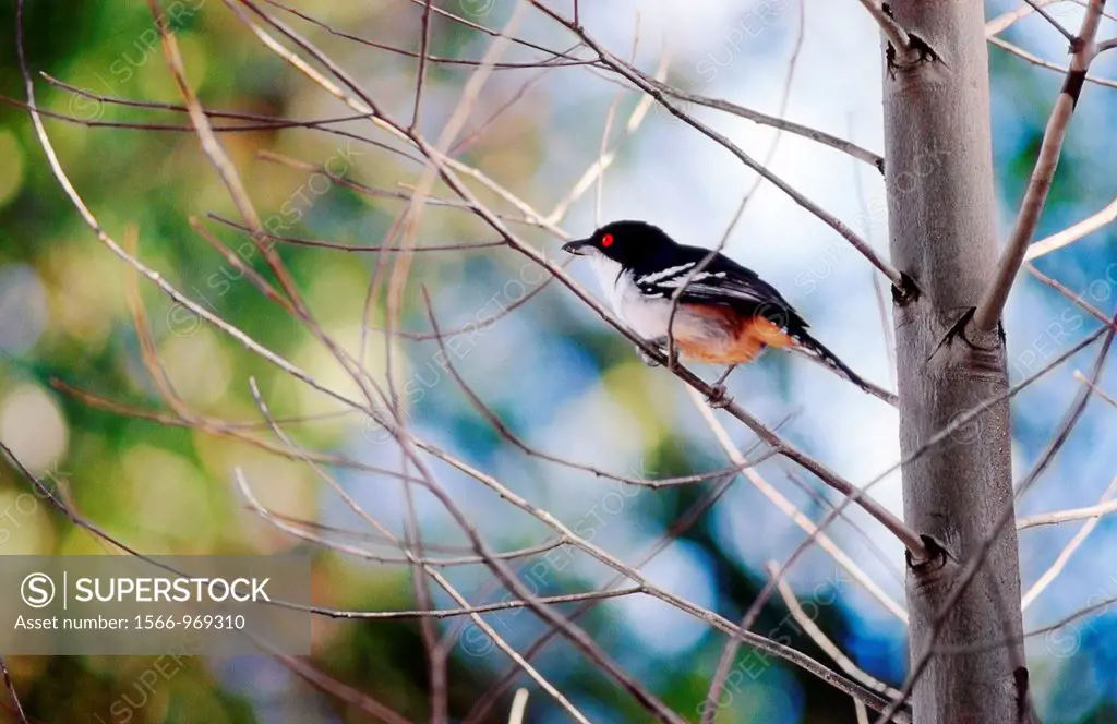 Male Great Antshrike Taraba major, Corrientes province, Argentina, South America