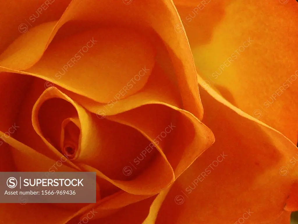 Orange rose flower closeup