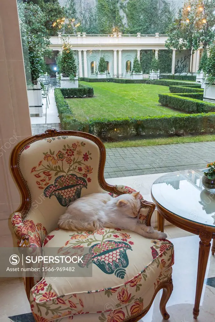 Paris, France, Inside Luxury Hotel Le Bristol, with Cat sleeping on Antique Chair