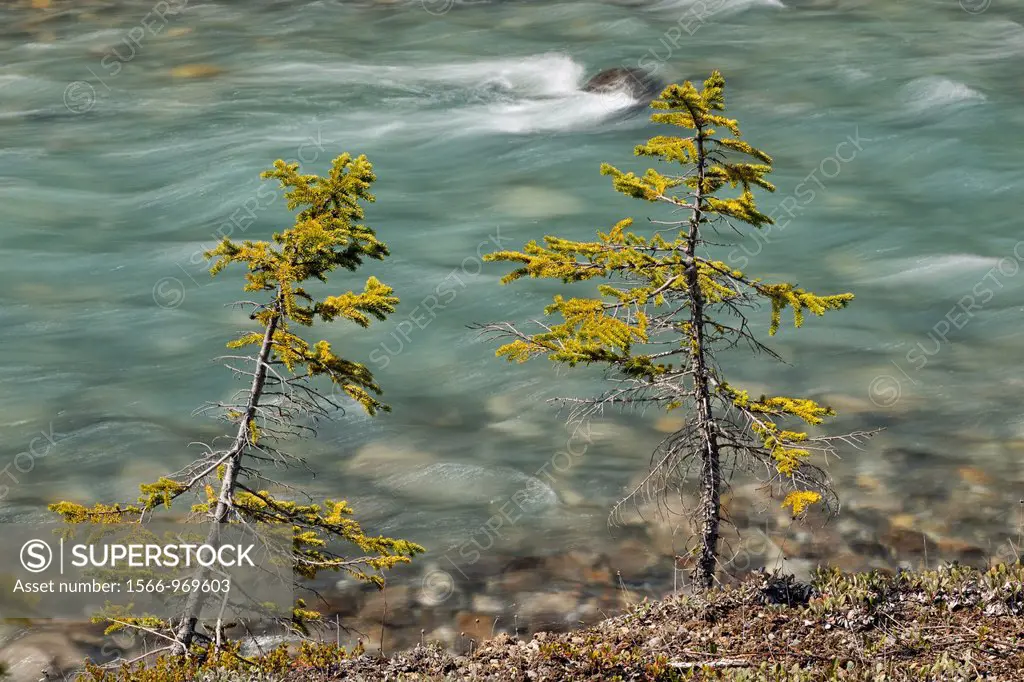 Sublalpine fir saplings along the banks the North Saskatchewan River, Jasper NP, Alberta, Canada