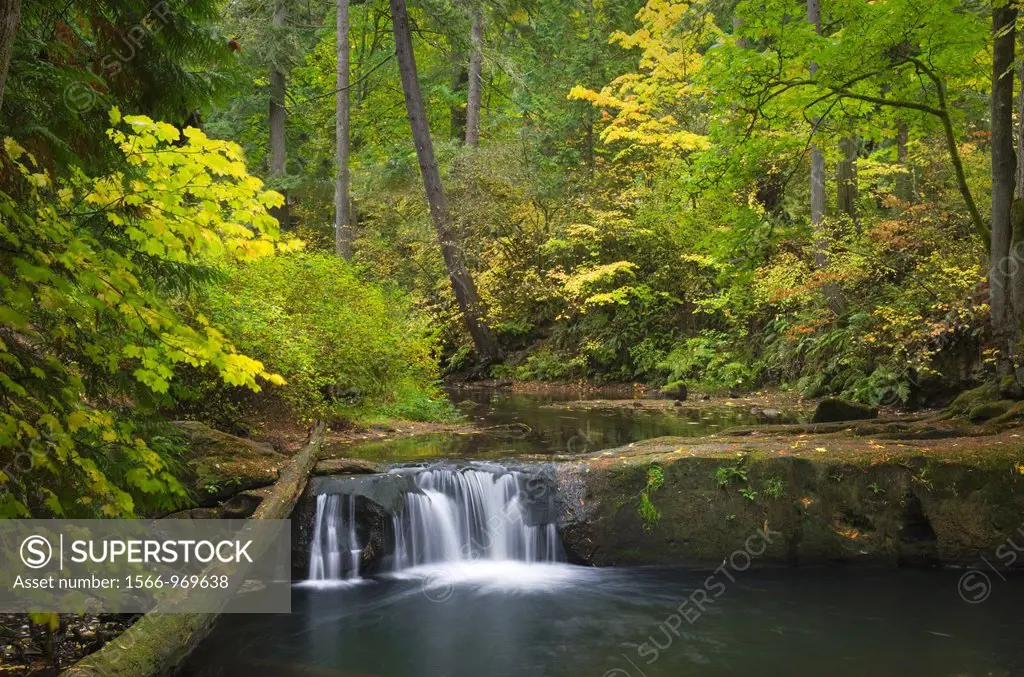 Whatcom Creek in fall, Bellingham, Washington