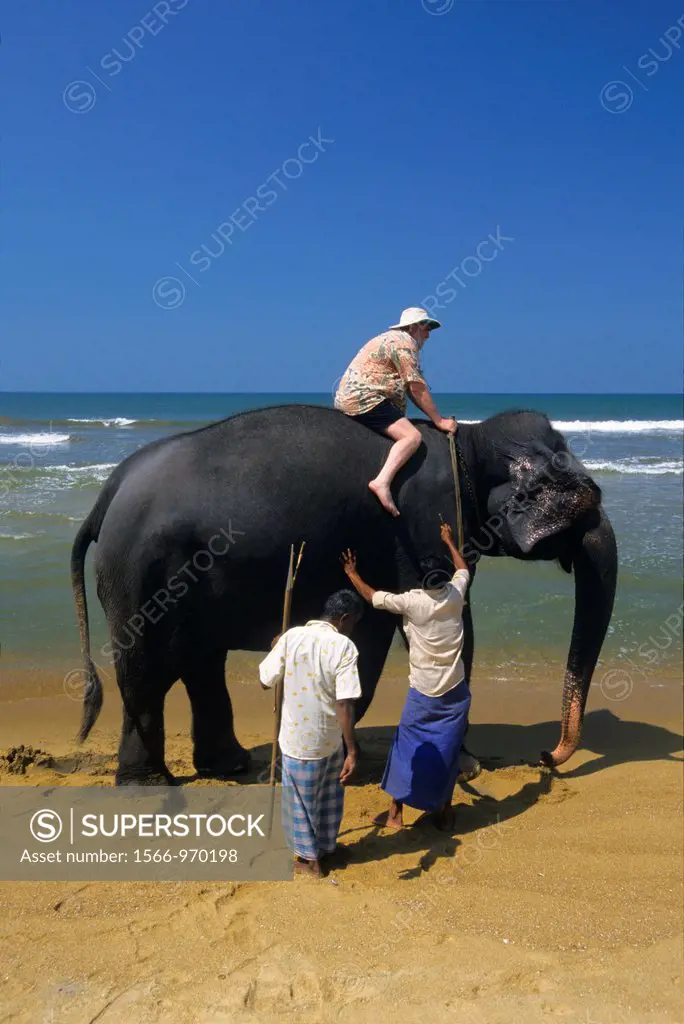 Tourist riding an Asian elephant elephas maximus, Kalutara beach, Sri Lanka