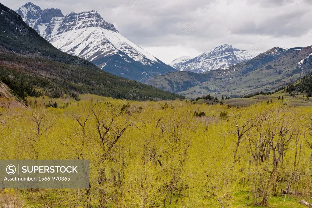 Cottonwoods leafing out in the Blakiston River Valley, Waterton Lakes NP, Alberta
