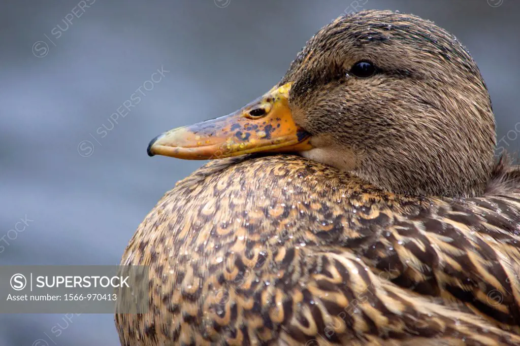 Female Mallard Duck, Anas Platyrhynchos, puffs out her chest, Beacon Hill Park, Victoria, BC, Canada