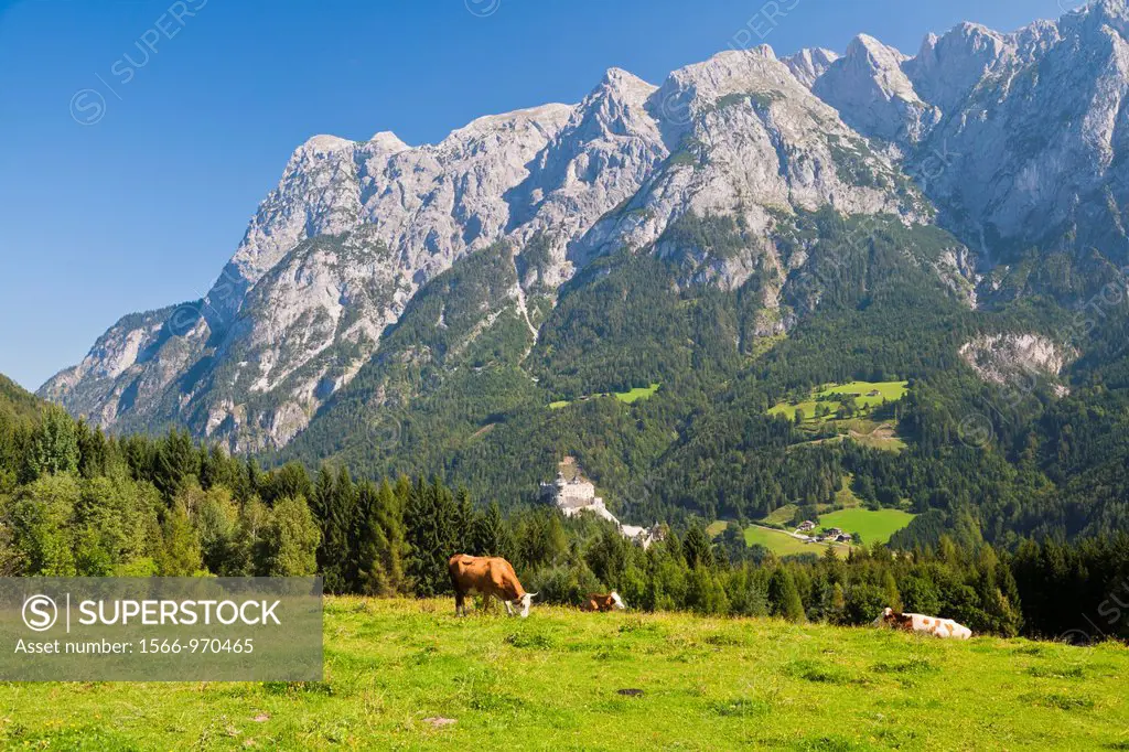 Grazing cattle with the Alps and Hohenwerfen Castle in the background, Austria, Europe