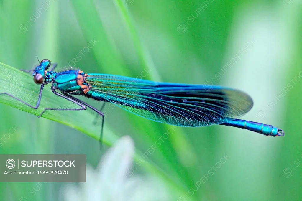 Banded Demoiselle, Calopteryx splendens, Male on grass Metallic blue damselfly with banded wing