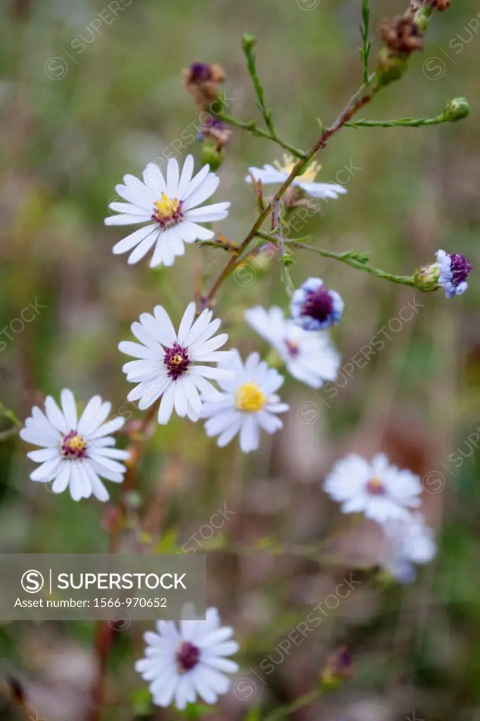 Some light purple wild Asters in the Fall