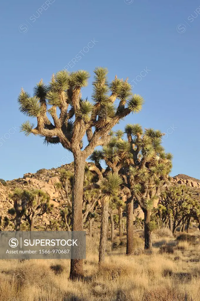 Joshua tree, Yucca brevifolia, Joshua Tree National Park, Mojave Desert, California, USA