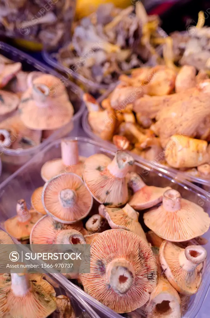 Mushrooms at La Boqueria Market in Barcelona  Catalonia, Spain