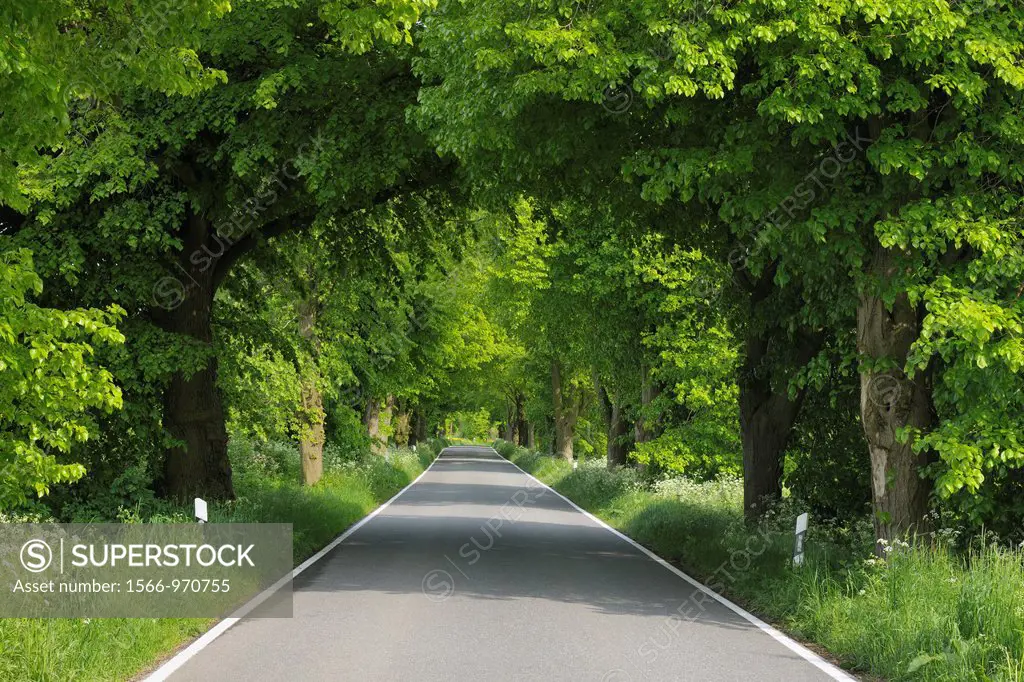 Tree-lined Country Road, Germany, Mecklenburg-Vorpommern, Island of Ruegen