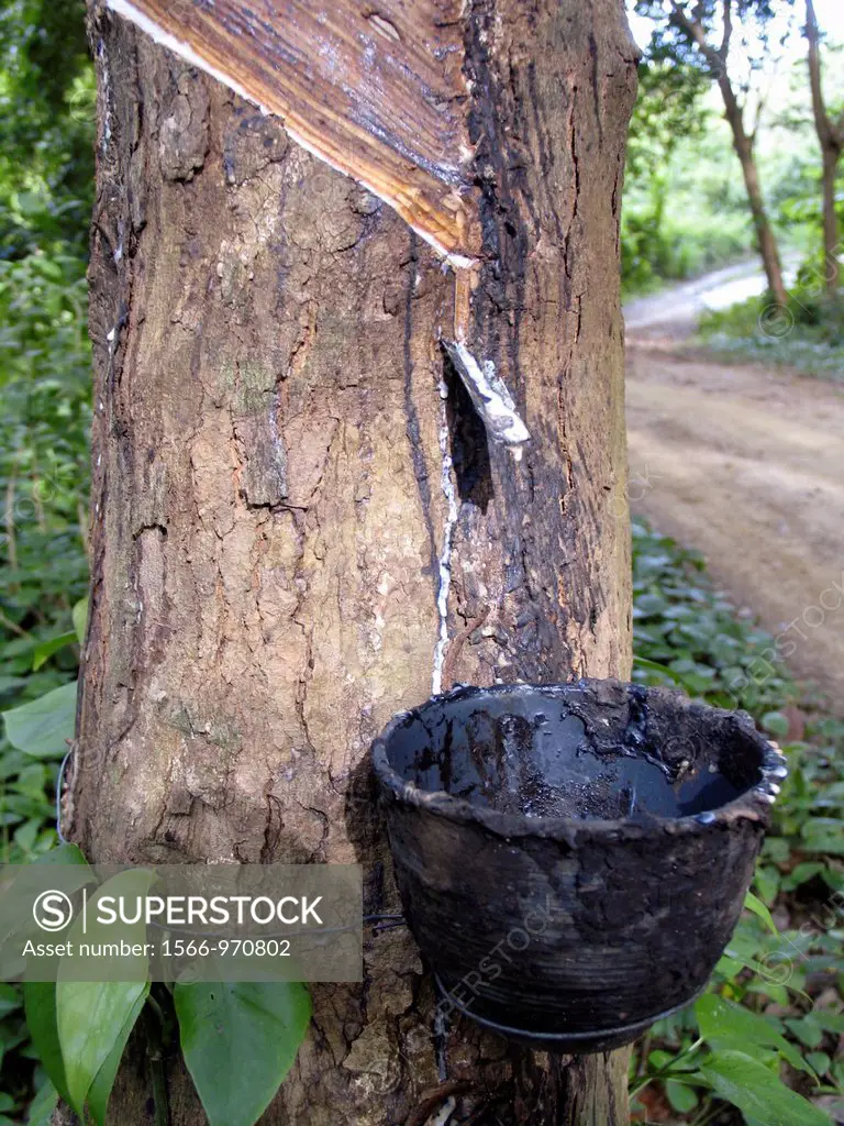 Rubber tree tapped to collect latex sap in bowl Ko Muk island Thailand