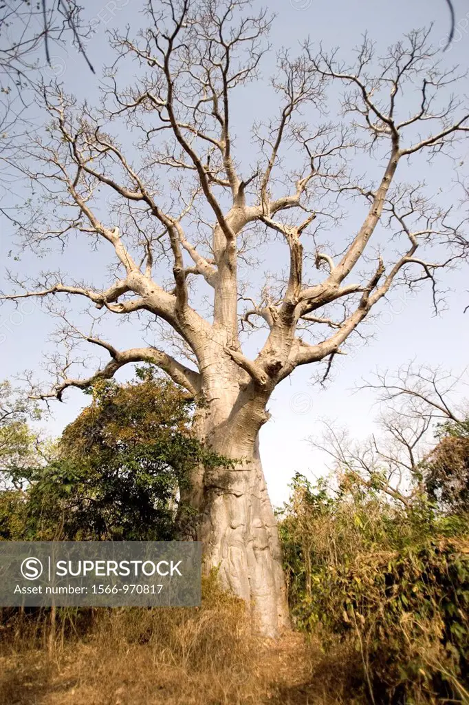 Moisture retaining baobab tree beside bush track The Gambia