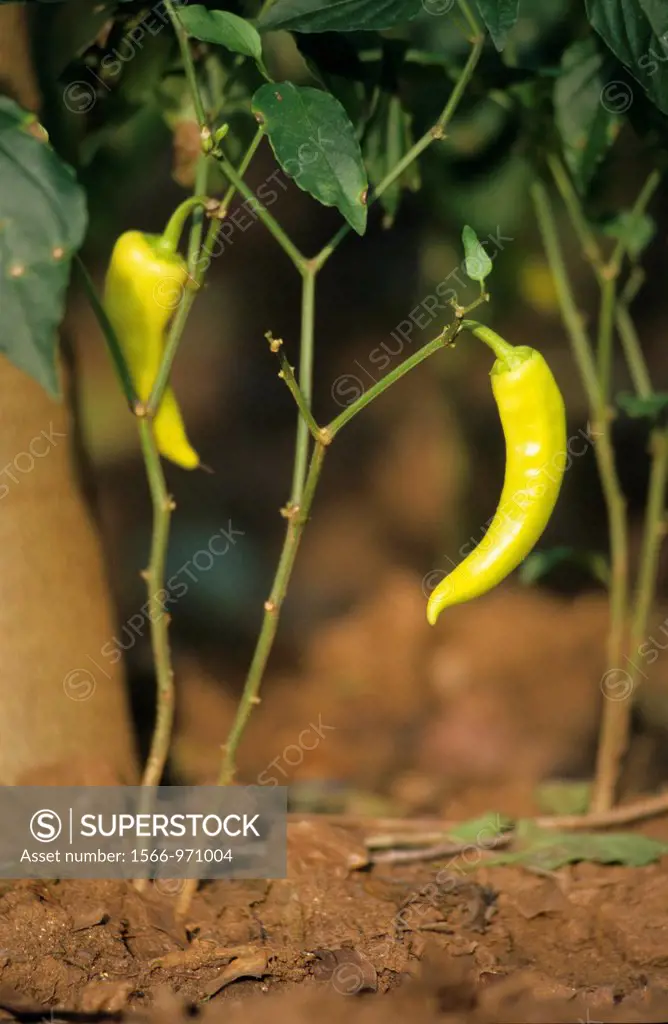Green chili pepper growing in garden, Dambulla, Sri Lanka