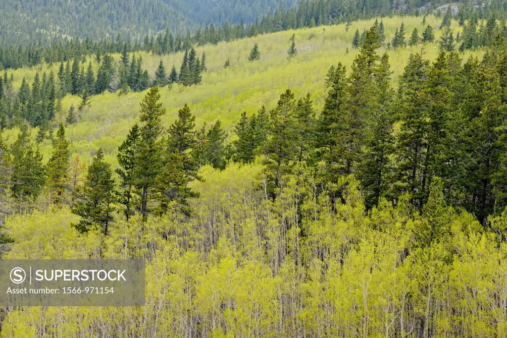 Aspen forests near Barrier Lake, Kananaskis country, Alberta, Canada