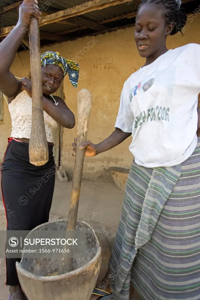 Young women pound rice by hand in traditional basin wooden Berending village south of The Gambia