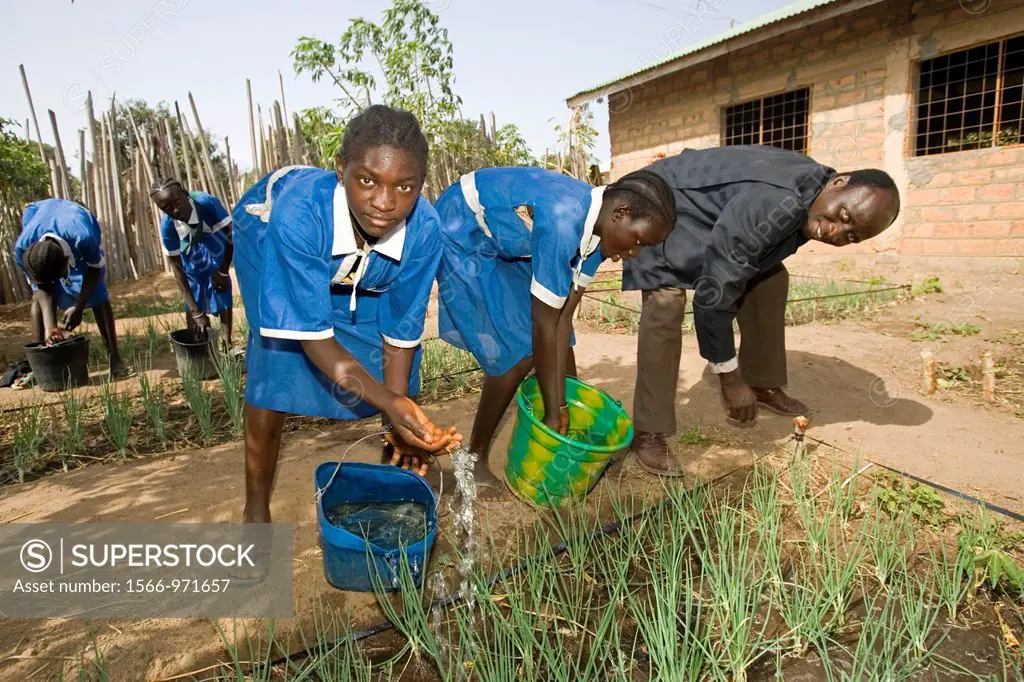 Headmaster helps students water onions in school garden primary school Berending village south of The Gambia