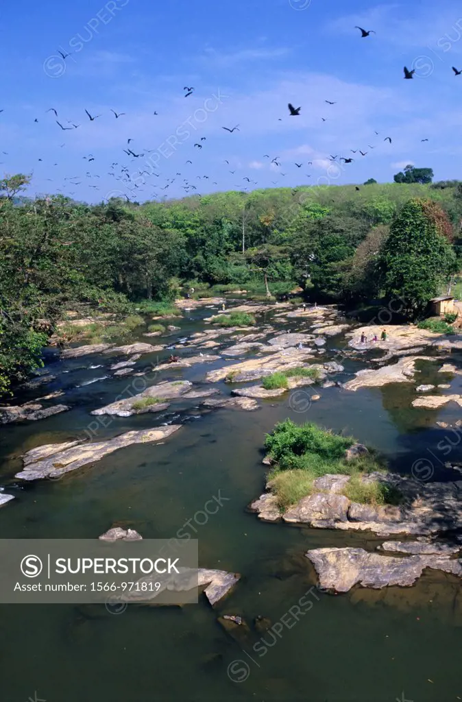Group of Indian Flying-foxes/fruit bats Pteropus giganteus flying over Ma Oya river, Pinnawela, Sri Lanka