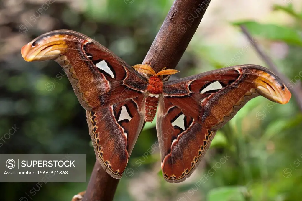 Attacus atlas  Benalmadena Butterfly Park, Benalmadena, Malaga, Spain