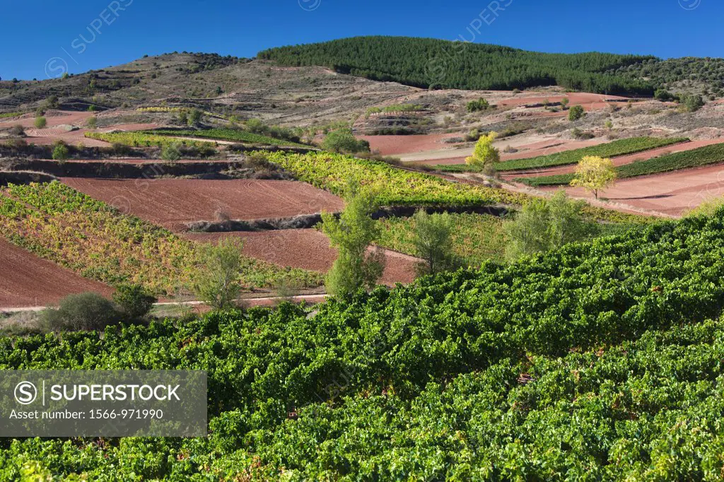 Spain, La Rioja Region, La Rioja Province, Bobadilla, vineyards