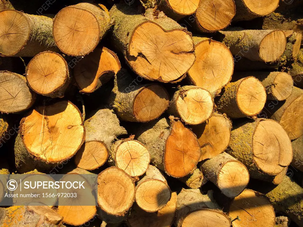 Stacks of cut logs sit in a pile in the sun on a farm in Kerman, California, Uniited States