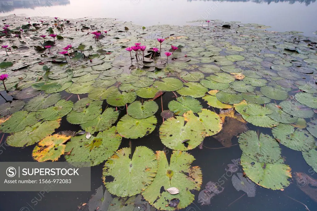 Water Lillies on the reservor waters in Kanchanaburi region