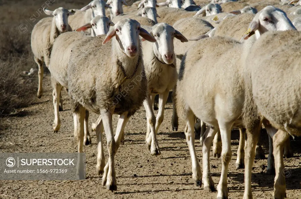 Livestock in Monegros  Aragon, Spain