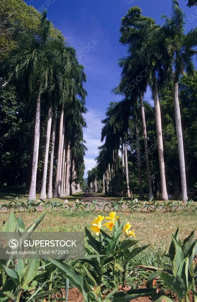 Avenue of Talipot palm trees, Peradeniya Botanical Garden, Kandy, Sri Lanka