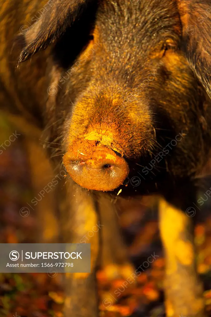 IBERIAN PIG, Sierra de Aracena Natural Park, Huelva, Andalucia, Spain, Europe
