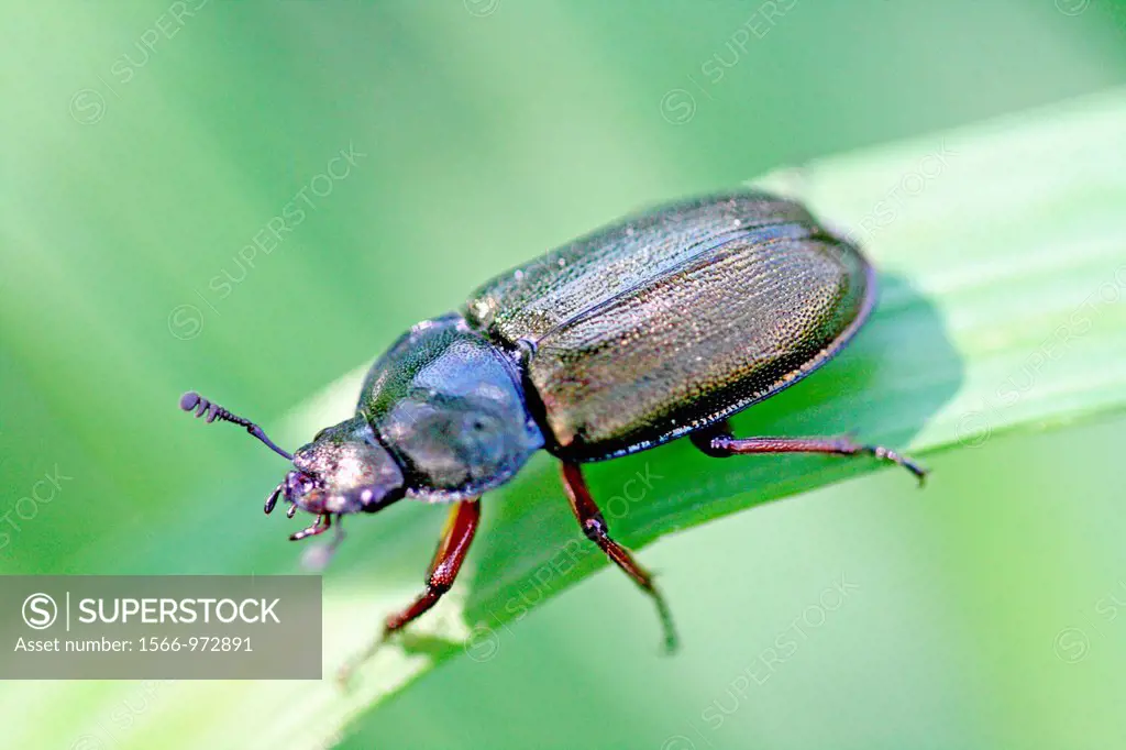 Platycerus caraboides, stag beetle  large carbon stag beetle  Live in woods and feed on sap  Protected species  Deciduous forests  Saproxylic  Depende...