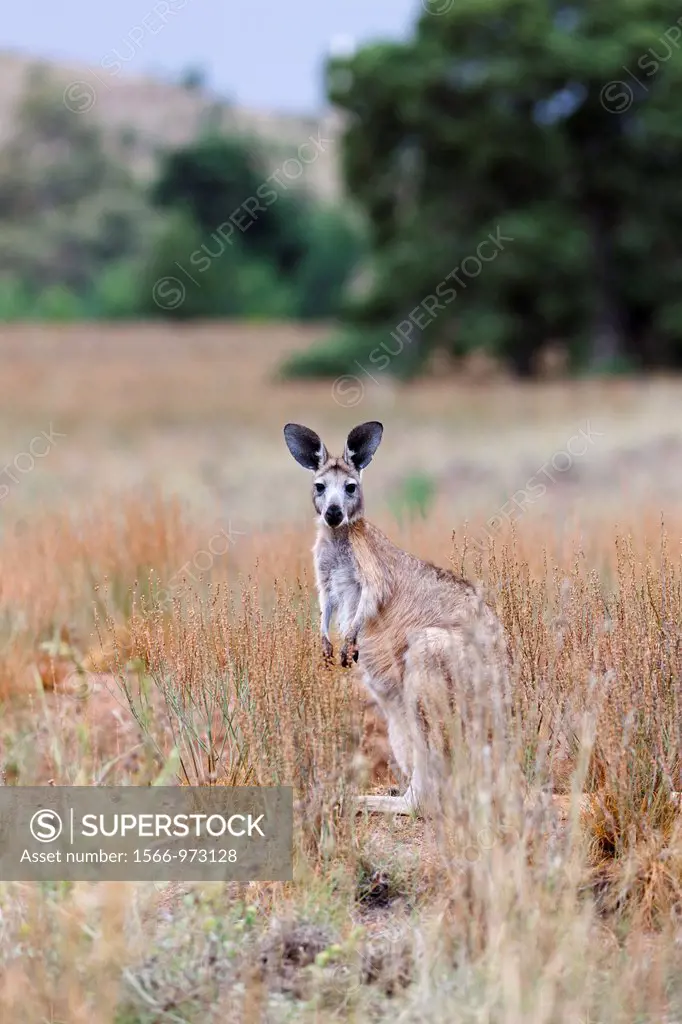 Red kangaroo Macropus rufus in Flinders Ranges National Park in Australia  The Red kangaroo is the largest surviving marsupial and one of the icons of...