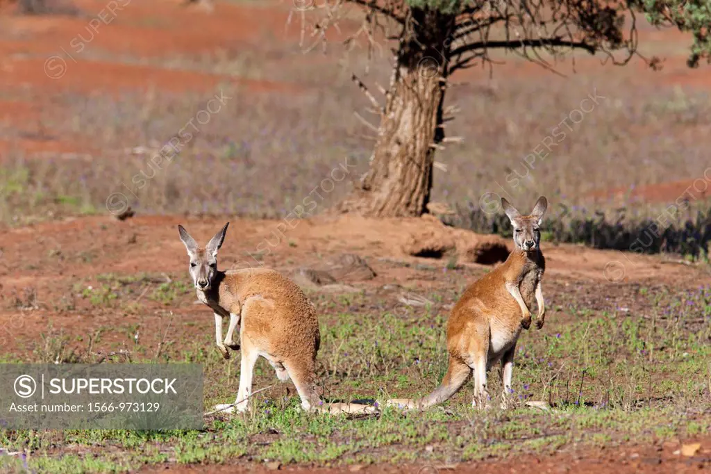 Red kangaroo Macropus rufus in Flinders Ranges National Park in Australia  The Red kangaroo is the largest surviving marsupial and one of the icons of...