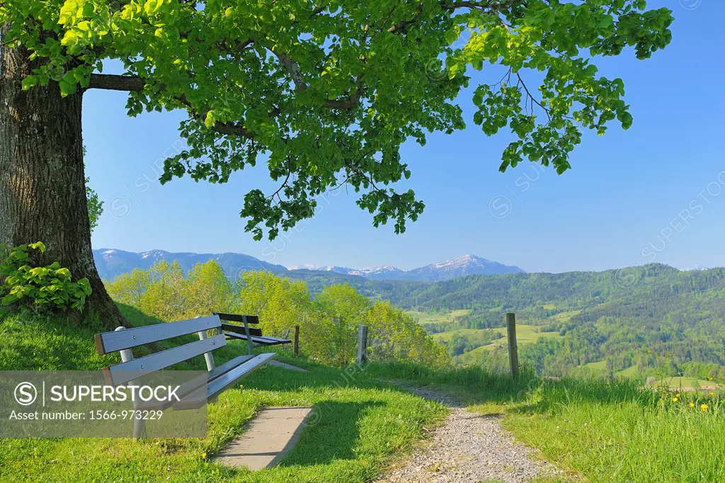 Bench under Lime-tree in Spring, Kanton Zug, Switzerland