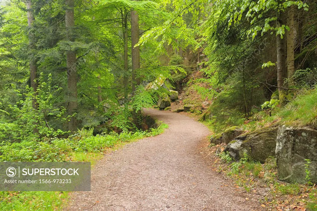 Path through Spring Forest, Triberg, Black Forest, Baden-Wurttemberg, Germany