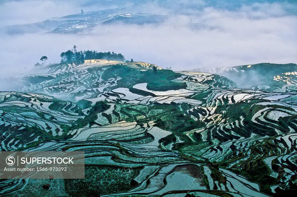 Asia,China,Yunnan,Yuanyang,rice terraces