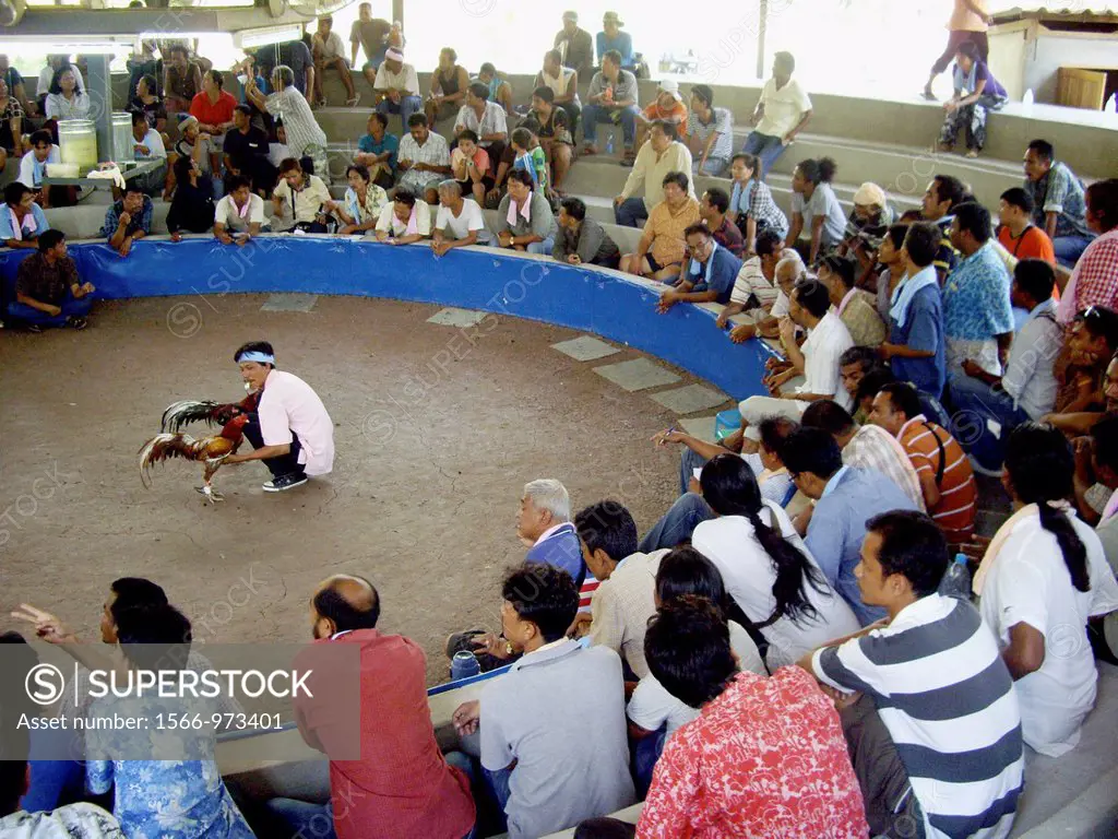 Referee holding two roosters at a cockfight and public betting in Koh Phangan, Thailand