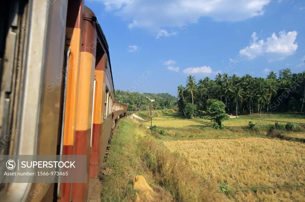 Train Intercity Express Kandy-Colombo running in paddy fields landscape, Sri Lanka
