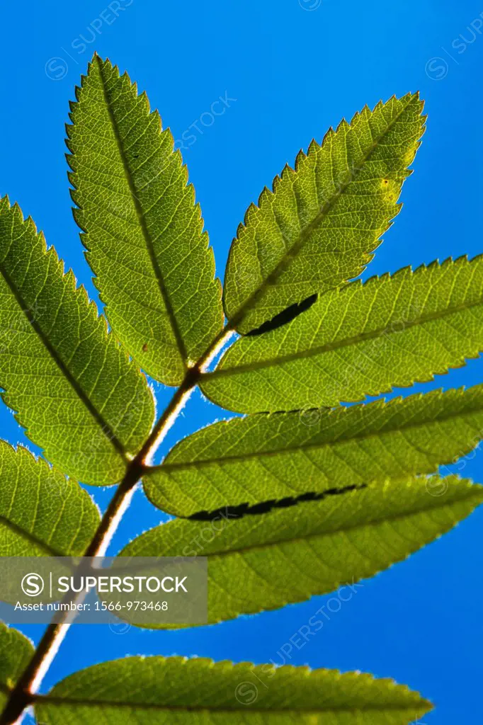 England, Northumberland, Tree. Deatail shot of a leaf on a tree against a blue sky.