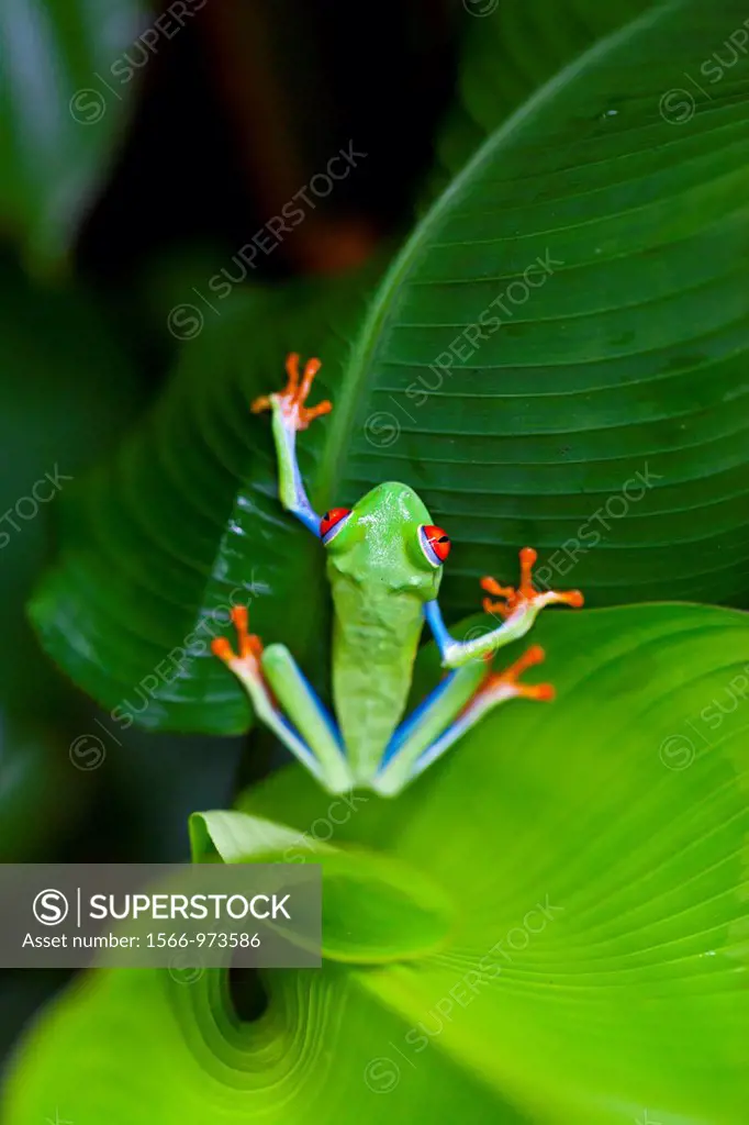 Red-eye Treefrog (Agalychnis callidryas), Costa Rica, Central America