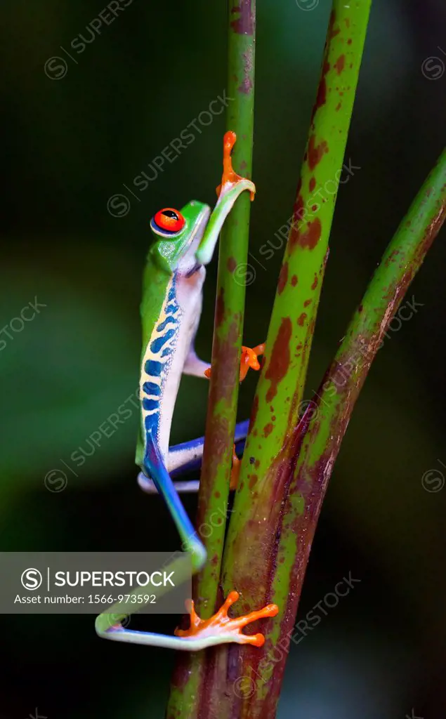 Red-eye Treefrog (Agalychnis callidryas), Costa Rica, Central America