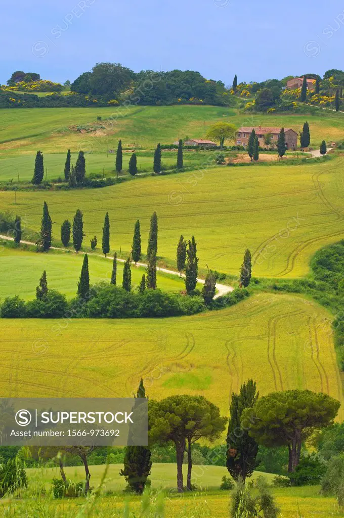 Farm with cypress trees, fields and farmhouses, Monticchiello, Val d´Orcia, Tuscany landscape, UNESCO world heritage site, Siena Province, Tuscany, It...