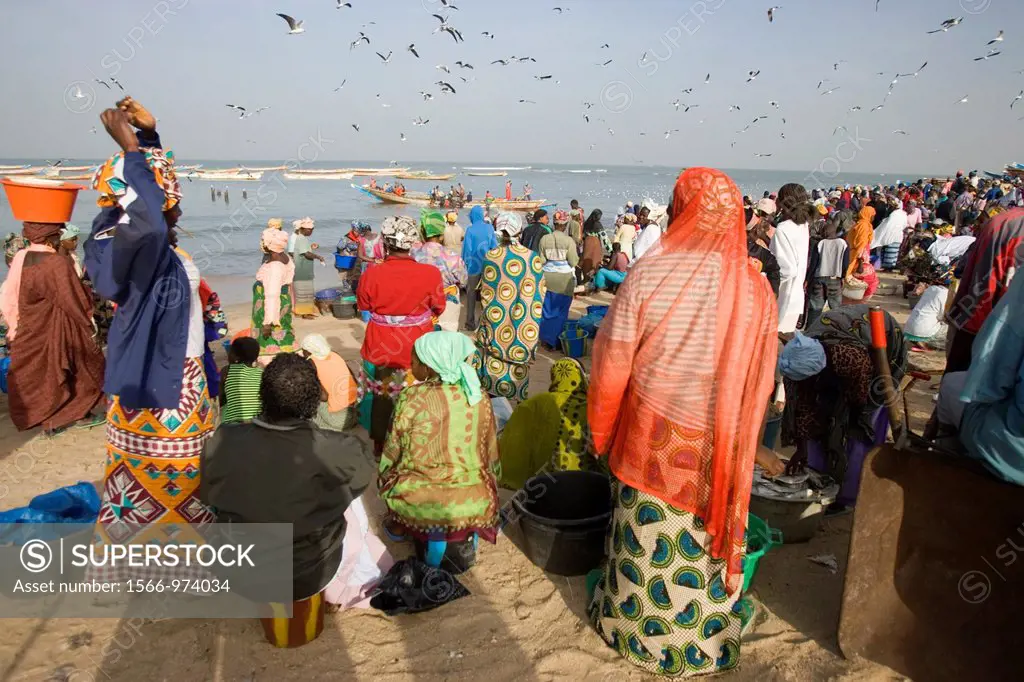 Crowd and seagulls wait as open fishing boats arrive with catch Tanji Beach The Gambia