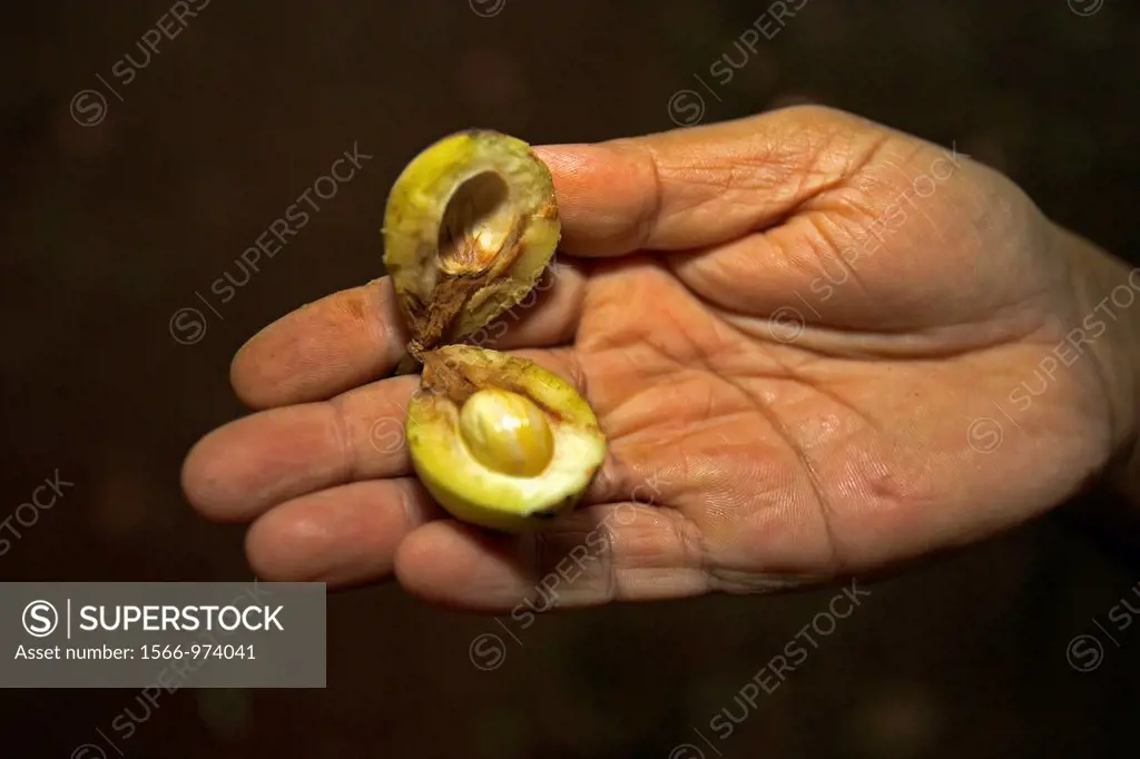 Fruit used to produce the spice mace contains nutmeg kernel Sahakari Spice Farm Ponda Goa