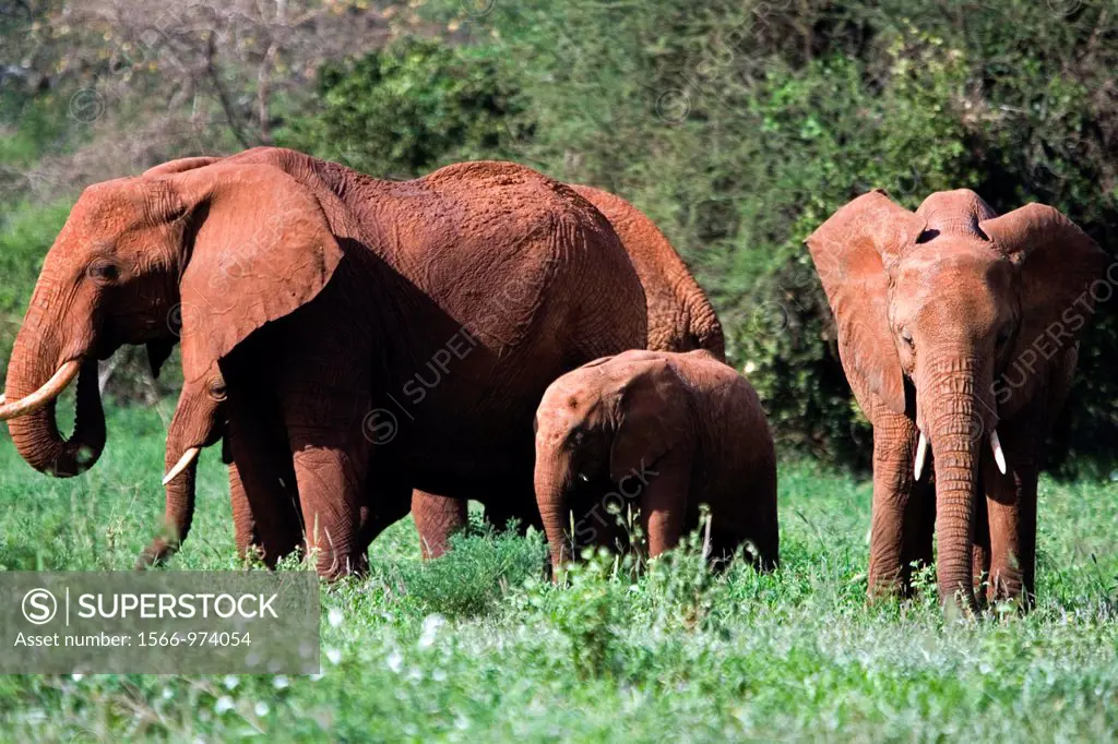 African elephant Tsavo National Park Kenya