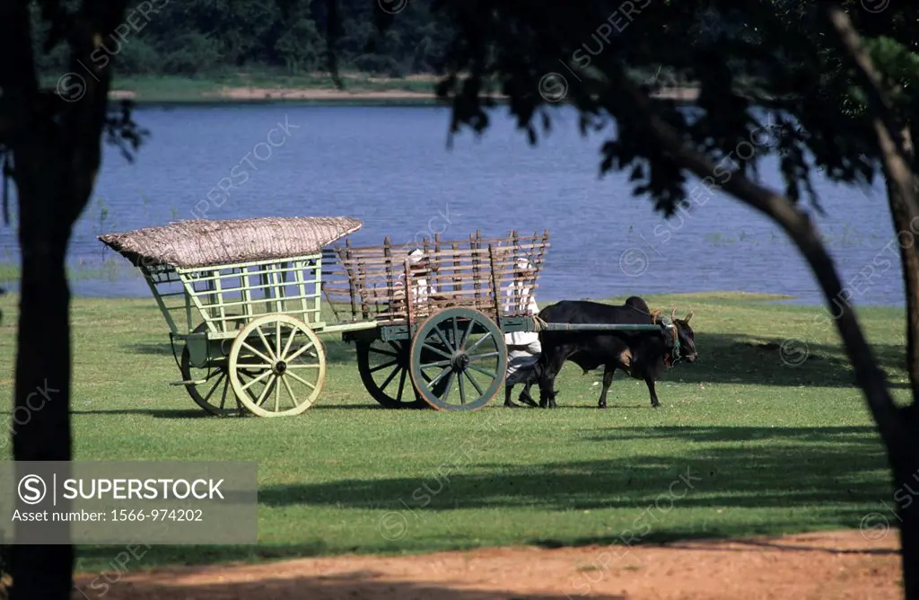 Traditional ox cart, Hotel Culture Club, Dambulla, Sri Lanka