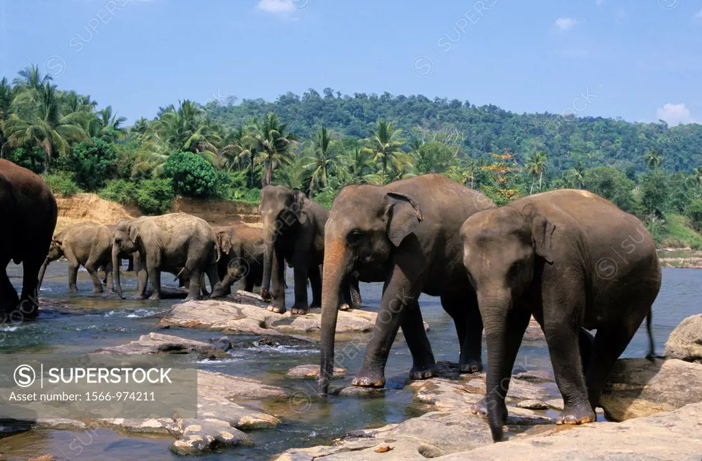 Asian elephants elephas maximus on Maha Oya river, Pinnawela Orphanage, Kegalle near Kandy, Sri Lanka