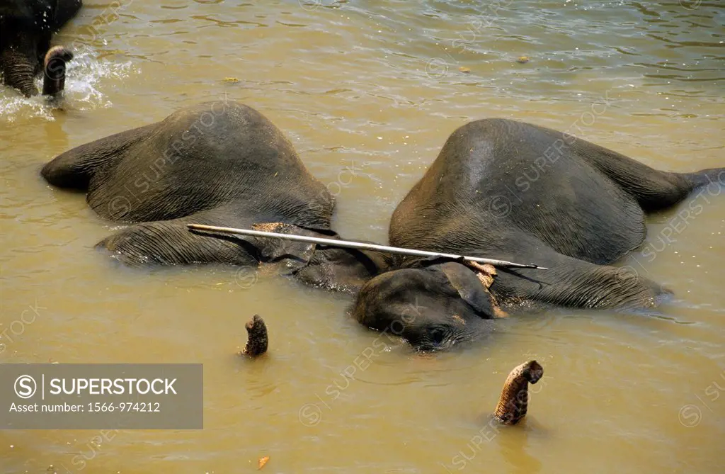 Asian elephants elephas maximus bathing under mahout stick, Maha Oya river, Pinnawela Orphanage, Kegalle near Kandy, Sri Lanka
